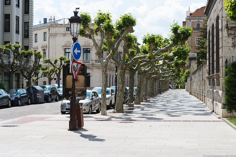 20160604_164605 D4S.jpg - Trimmed trees, Burgos Spain